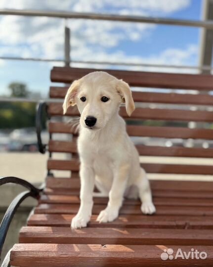 Ласковый щенок