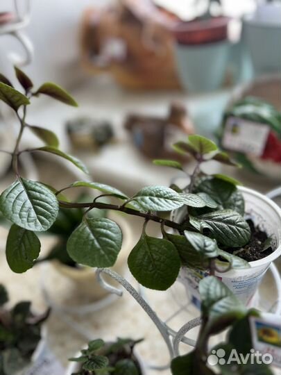 Цветы комнатные