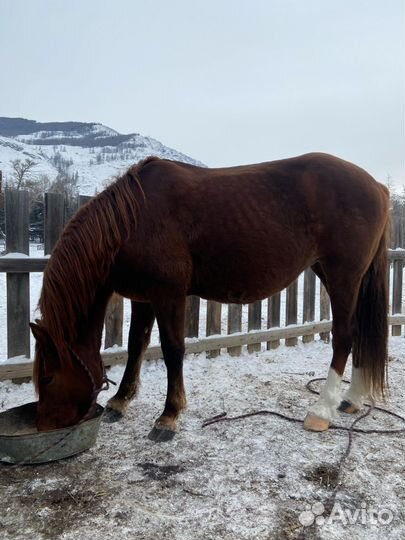 Жеребец иноходец