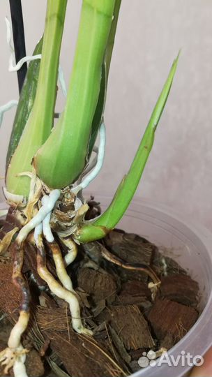 Орхидея Зигопеталум Blue Angel