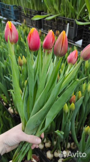 Тюльпаны оптом 2024