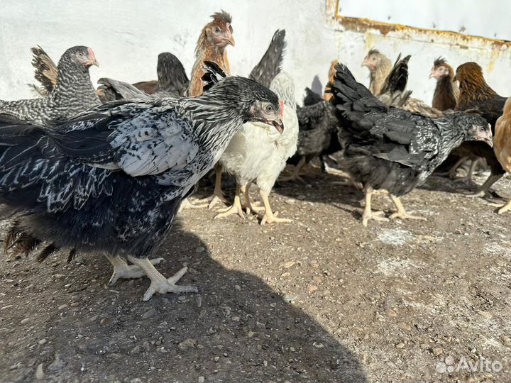 Курочки Несушки с доставкой