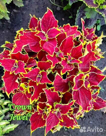 Колеусы вегетативные