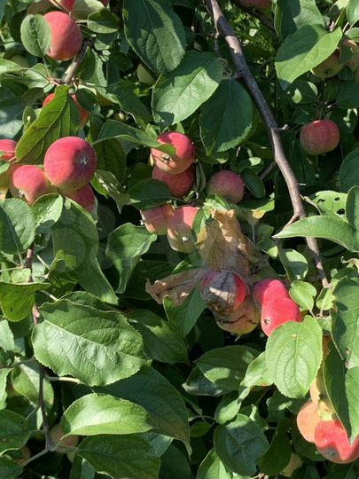 Дом 50 м² на участке 22 сот.