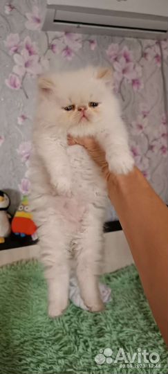 Персидская