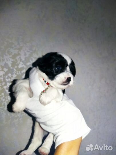 Шикарная пуховая Принцесса девочка кхс