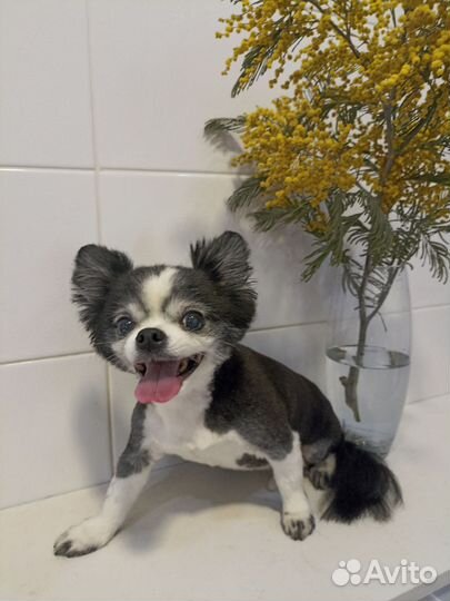 Стрижка кошек и собак