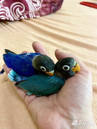 Попугай масковый неразлучник редкого цвета