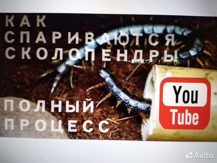 Коллембола, мокрицы, слизни