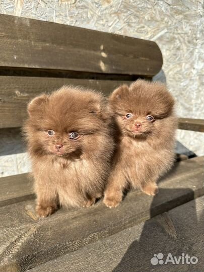 Померанские шпицы мини