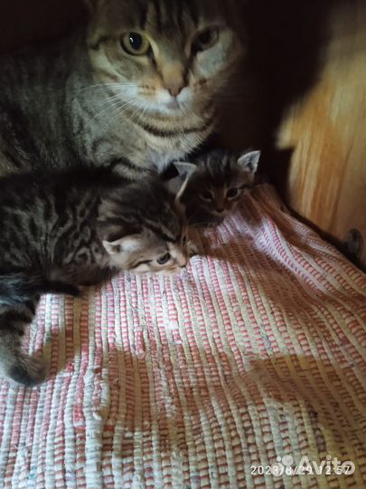 Котята в добрые руки