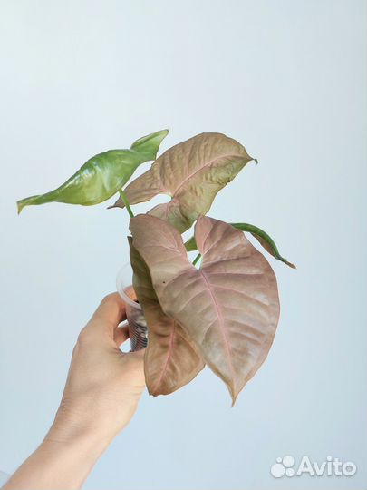 Набор растений