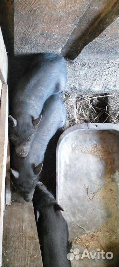 Вьетнамские вислобрюхие поросята