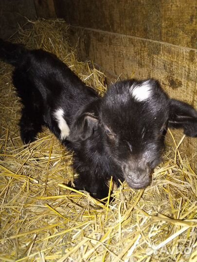 Козлятушки