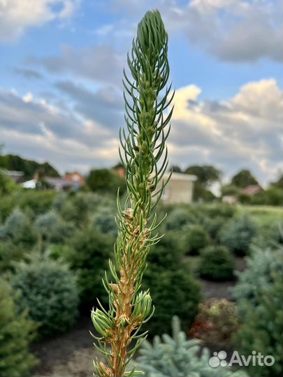 Ель голубая