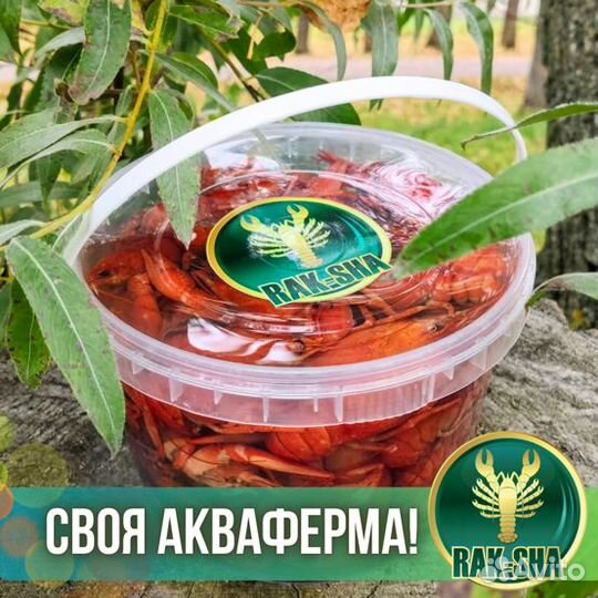 Раки живые и вареные