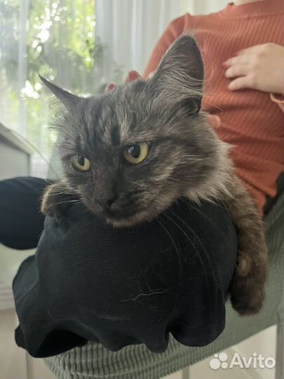 Кошка ласкушка