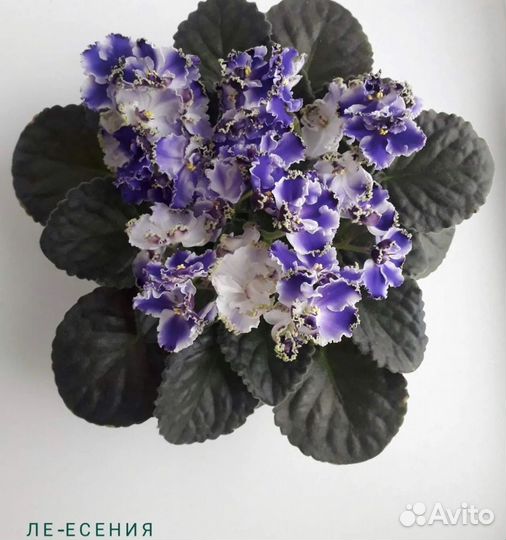 Детки сортовых фиалок