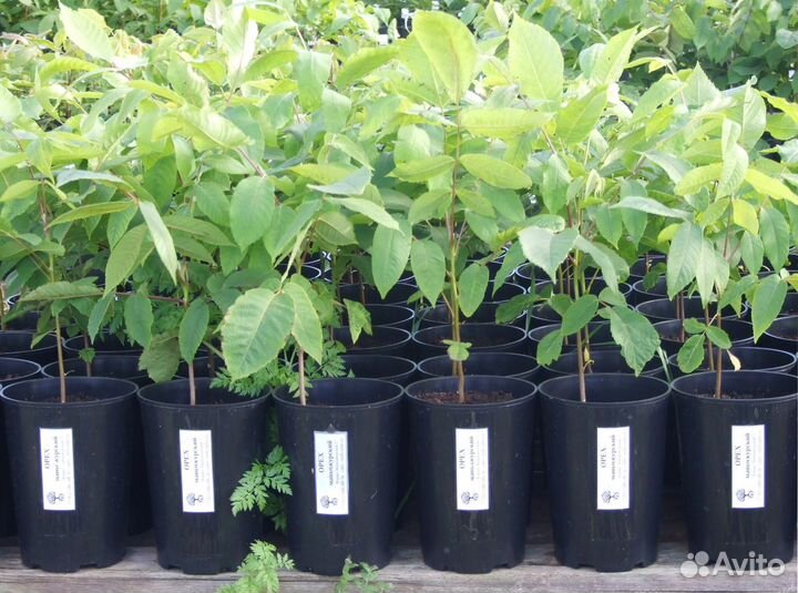 Маньчжурский орех (саженцы)