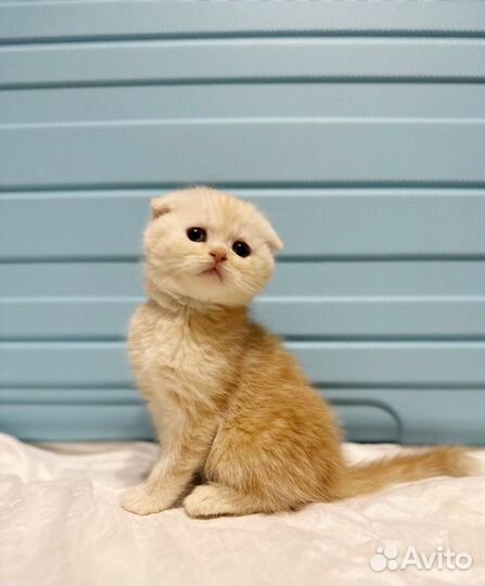 Шотландские котята