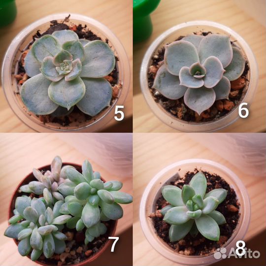 Суккуленты (Обновлено 17.09)