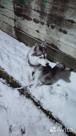 Сибирский хаски