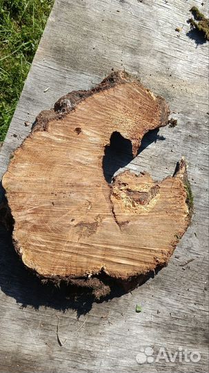 Спилы дерева, дуб