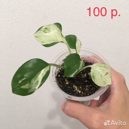 Эпипремнум Хеппи Лиф (Happy Leaf)