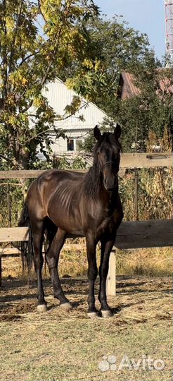 Жеребчик Къ