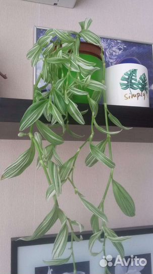 Традесканция зебрина Пинк Хилл Рио розовый