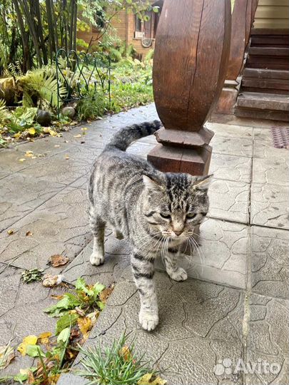 Котик в добрые руки