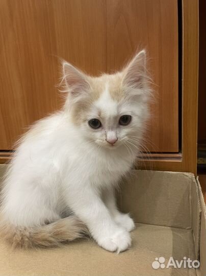 Котенок бесплатно