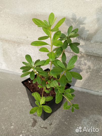 Рододендрон Йедский