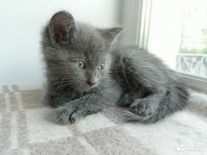 Котенок в добрые руки