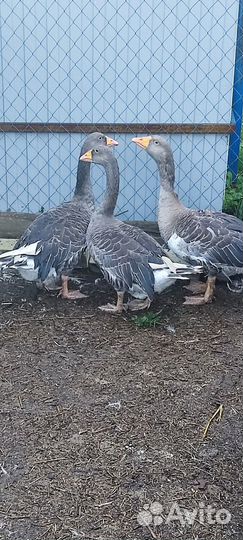 Единские гуси