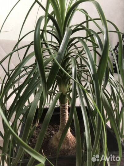 Нолина beaucarnea