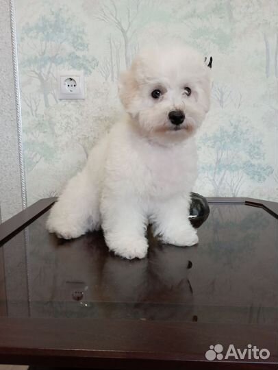 Щенки бишон фризе москва