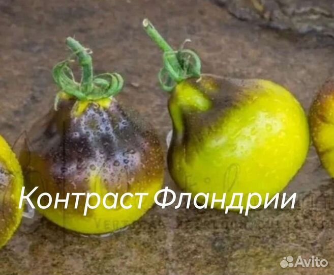 Коллекционные семена сортовых томатов