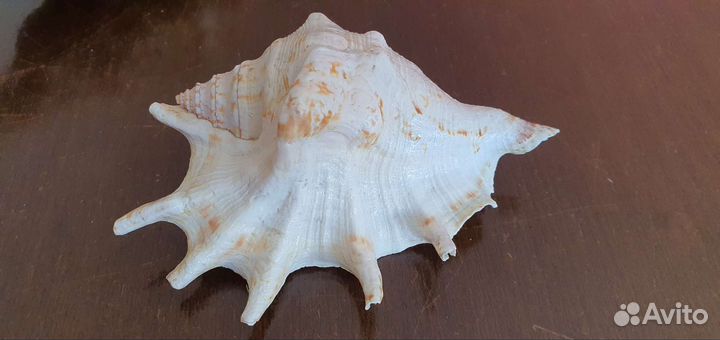 Ракушки большие и морская звезда
