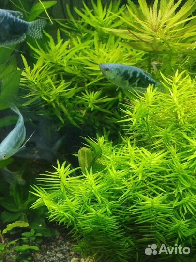 Аквариумные рыбки и растения