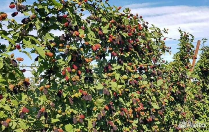 Ежевика саженцы