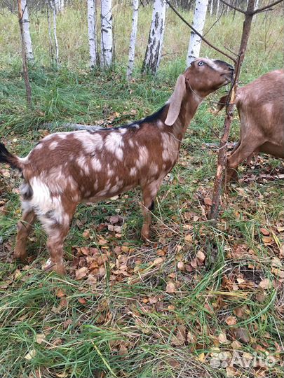 Козочки Нубобиталлки и Нубийский козлик