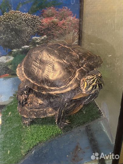 Продам черепах