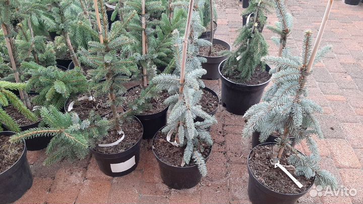 Пихта сосна ель на штамбе