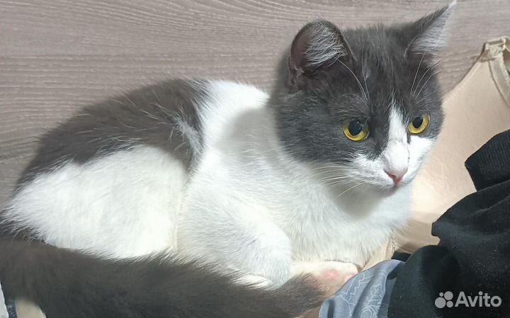 Кошка ищет дом