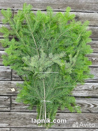 Лапник укрывной