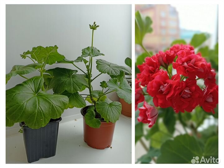 Герань розебудная