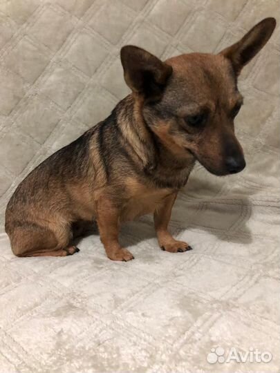 Мелкая собачка Даша