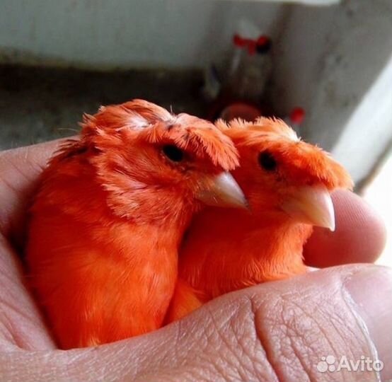 Кенары поющие(питомник экзотических птиц)