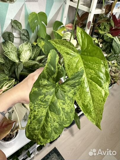 Сингониумы сортовые